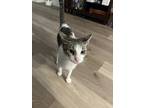 Adopt Meena a Spotted Tabby/Leopard Spotted Domestic Shorthair / Mixed cat in