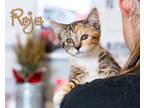 Adopt Roja a Brown Tabby Domestic Shorthair (short coat) cat in Somerset