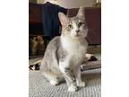 Adopt Margot a Gray, Blue or Silver Tabby Domestic Shorthair (short coat) cat in