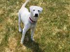 Adopt Inez a White - with Black Labrador Retriever / Retriever (Unknown Type) /