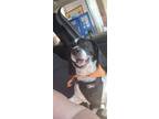 Adopt Bentley a Black - with White Basset Hound / Mixed dog in Humble