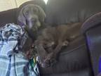 Adopt Radagast the Brown a Brown/Chocolate - with White Goldendoodle / Great