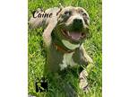 Adopt Caine a American Pit Bull Terrier / Mixed dog in Magnolia, TX (38927831)