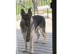 Adopt Baba a Black - with Tan, Yellow or Fawn German Shepherd Dog / Mixed dog in