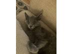 Adopt Georgia a Gray or Blue Domestic Shorthair / Mixed (short coat) cat in