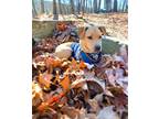 Adopt Hopper a Tan/Yellow/Fawn American Pit Bull Terrier / Mutt / Mixed dog in
