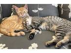 Adopt Toastie & Ginger-foster care a Orange or Red (Mostly) Domestic Shorthair
