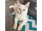 Adopt Egg a Siamese (short coat) cat in Dallas, TX (38931549)