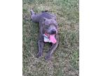 Adopt Melo a Gray/Blue/Silver/Salt & Pepper American Pit Bull Terrier / Mixed