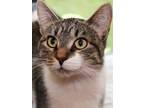 Adopt Cady a Brown or Chocolate Domestic Shorthair / Domestic Shorthair / Mixed