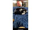 Adopt Sushi a Black & White or Tuxedo Domestic Shorthair (short coat) cat in