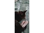 Adopt Huey a Tiger Striped American Shorthair / Mixed (short coat) cat in