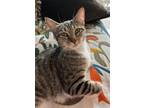 Adopt Drama a Brown Tabby Domestic Shorthair (short coat) cat in New York