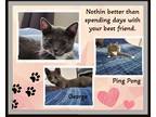 Adopt George & Ping Pong a Gray or Blue Russian Blue (short coat) cat in Snow