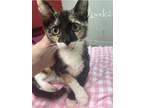 Adopt Lorelai a Calico or Dilute Calico Domestic Shorthair (short coat) cat in