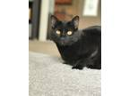 Adopt Jerry a All Black American Shorthair / Mixed (short coat) cat in