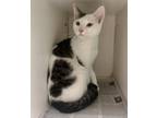 Adopt Louie a White (Mostly) Domestic Shorthair (short coat) cat in Newport
