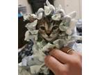 Adopt Bailey a Brown Tabby Domestic Shorthair (short coat) cat in Sugar Land