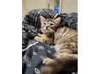 Adopt Abby a Brown Tabby Domestic Mediumhair (medium coat) cat in Sugar Land