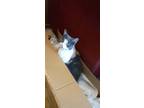 Adopt Doja a Calico or Dilute Calico Calico / Mixed (short coat) cat in