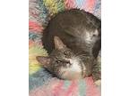 Adopt Baguette a Gray, Blue or Silver Tabby Domestic Shorthair (short coat) cat