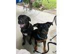 Adopt Boy and girl a Brown/Chocolate - with Black Mutt / Rottweiler / Mixed dog