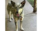 Adopt Tessie a Australian Cattle Dog / Mixed dog in Houston, TX (38931375)