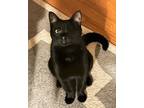 Adopt Onyx a All Black Domestic Shorthair (short coat) cat in New York