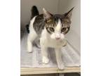 Adopt Dewey a Gray, Blue or Silver Tabby Domestic Shorthair (short coat) cat in