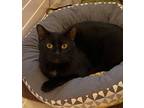 Adopt Trout a Black (Mostly) Domestic Shorthair (short coat) cat in Toronto