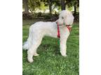 Adopt Normand a White Standard Poodle / Mixed dog in Caledon, ON (38931324)