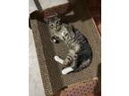 Adopt Oakley a Brown Tabby American Shorthair (short coat) cat in Sugar Land