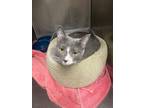 Adopt Missy a Domestic Shorthair / Mixed (short coat) cat in Fort Riley