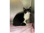 Adopt Adeline a Domestic Shorthair / Mixed (short coat) cat in Fort Riley