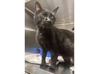 Adopt Bynx a All Black Domestic Shorthair (short coat) cat in Newport