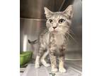 Adopt Freya a Calico or Dilute Calico Domestic Shorthair (short coat) cat in