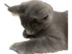 Adopt Ino a Gray or Blue Domestic Mediumhair / Mixed (medium coat) cat in