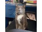 Adopt Sox a Gray or Blue Domestic Shorthair / Mixed cat in Brawley