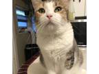 Adopt Grace a Calico or Dilute Calico Domestic Shorthair / Mixed cat in Brawley