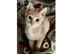 Adopt Alaina a Domestic Shorthair / Mixed (short coat) cat in Alpharetta