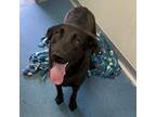 Adopt Ebony a Black Labrador Retriever / Mixed dog in Ponca City, OK (38931070)