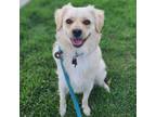 Adopt Biscuit a White Cocker Spaniel dog in Jamestown, CA (38931039)
