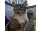 Adopt Gizmo a Brown or Chocolate Domestic Mediumhair / Mixed cat in Walker