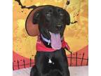 Adopt Charlie a Black Mixed Breed (Medium) / Mixed dog in Milton, FL (38930962)