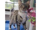 Adopt Sarabi a Brown or Chocolate Domestic Shorthair / Mixed cat in Rock Falls