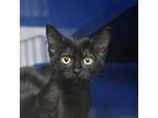 Adopt Hatch Chili a All Black Domestic Shorthair / Mixed cat in North Hollywood