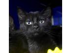 Adopt Horchata a All Black Domestic Shorthair / Mixed cat in North Hollywood
