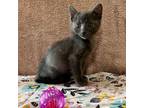 Adopt Percy a Gray or Blue Domestic Shorthair / Mixed cat in Stephenville