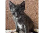 Adopt Bill a Gray or Blue Domestic Shorthair / Mixed cat in Stephenville