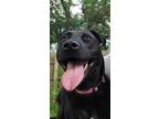 Adopt Luna a Black Labrador Retriever / Mixed dog in Derby, KS (38930708)